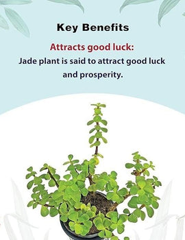 Jade Feng Shui Plant