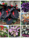 Black Hosta Seeds + 100 grams Organic Pot mix Free