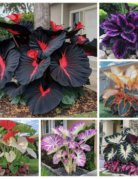 Black Hosta Seeds + 100 grams Organic Pot mix Free