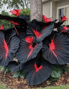 Black Hosta Seeds + 100 grams Organic Pot mix Free