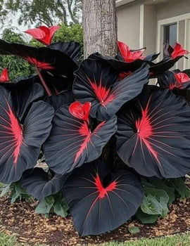 Black Hosta Seeds + 100 grams Organic Pot mix Free