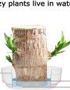 Brazilian Lucky Wood, Mini Home Plant Decorations	(Pack of 2)