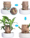 Brazilian Lucky Wood, Mini Home Plant Decorations	(Pack of 2)