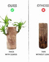 Brazilian Lucky Wood, Mini Home Plant Decorations	(Pack of 2)