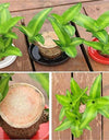 Brazilian Lucky Wood, Mini Home Plant Decorations	(Pack of 2)