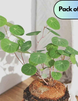 Stephania Erecta Plant Pack of 2