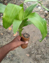 Brazilian Lucky Wood, Mini Home Plant Decorations	(Pack of 2)