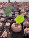 Stephania Erecta Plant Pack of 2