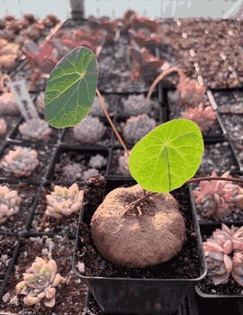 Stephania Erecta Plant Pack of 2