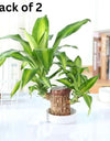 Brazilian Lucky Wood, Mini Home Plant Decorations	(Pack of 2)